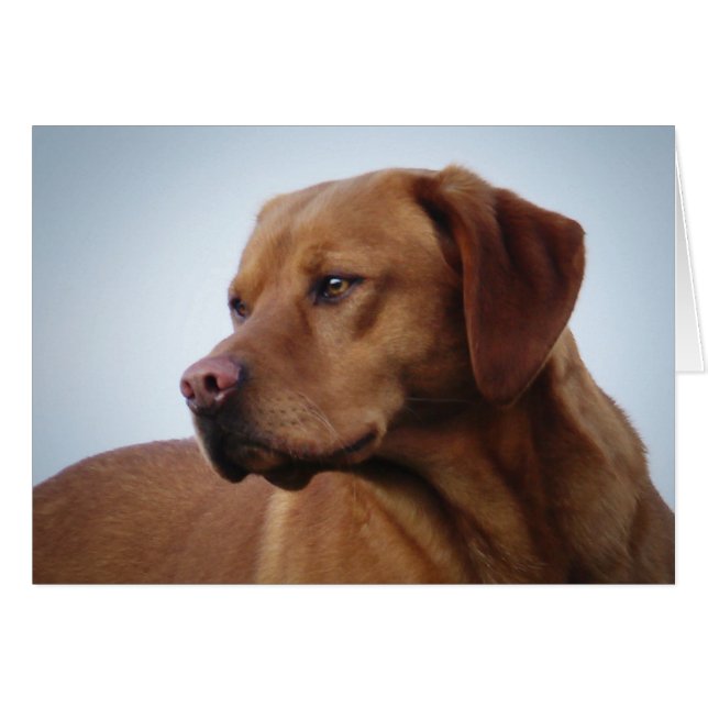 Fox Red Labrador (Devant horizontal)