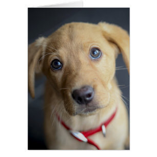 Fox Red Labrador Puppy