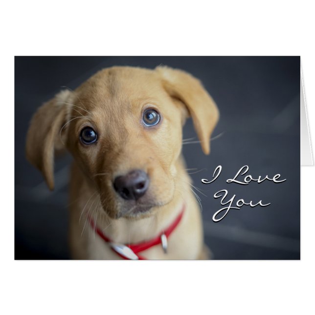 Fox Red Labrador Puppy (Voorkant Horizontaal)