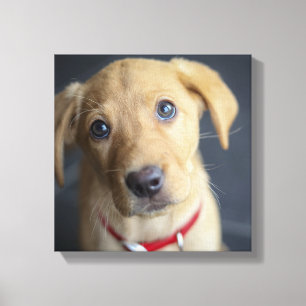 Fox Red Labrador Puppy Canvas Afdruk