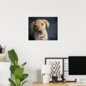 Fox Red Labrador Puppy Poster (Thuiskantoor)