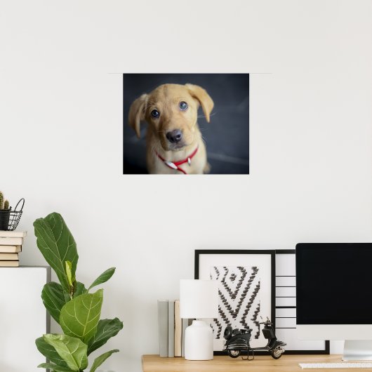 Fox Red Labrador Puppy Poster (Thuiskantoor)