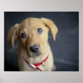 Fox Red Labrador Puppy Poster (Voorkant)