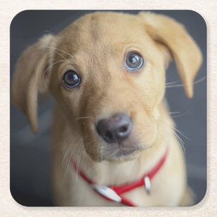 Fox Red Labrador Puppy Vierkante Kartonnen Onderzetter