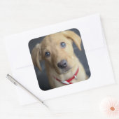 Fox Red Labrador Puppy Vierkante Sticker (Envelop)