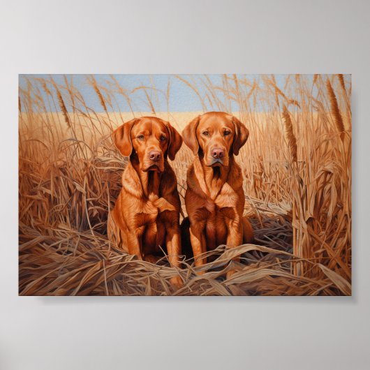 Fox rode labrador retrievers poster (Voorkant)