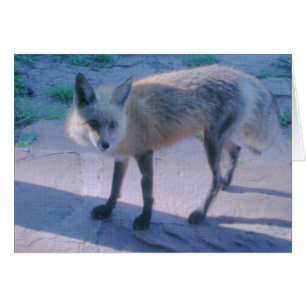 Fox rouge sur le porche