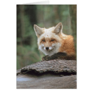 Fox rouge (vulpes de Vulpes)
