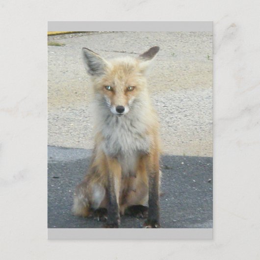 Fox "Scooter" IBSP-Briefkaart Briefkaart (Voorkant)