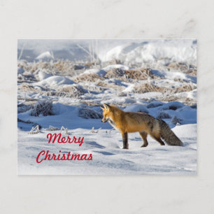 Fox Sneeuwfoto Kerstmis Briefkaart