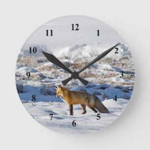 Fox Sneeuwfoto  Ronde Klok