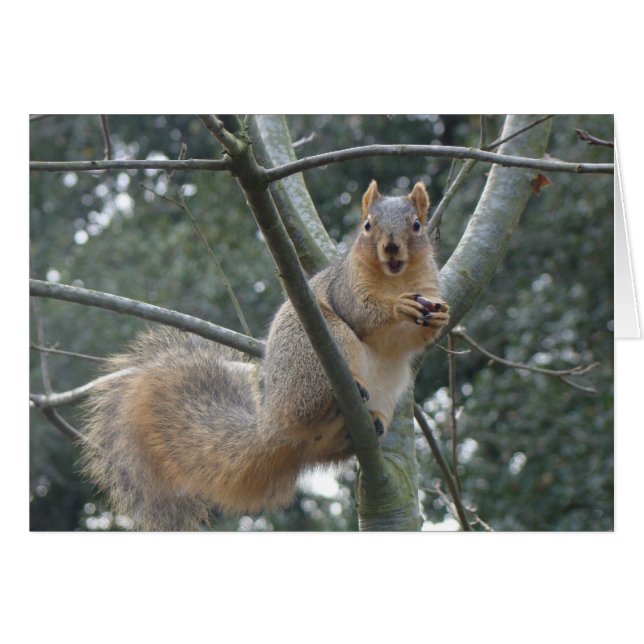 Fox Squirrel (Voorkant Horizontaal)