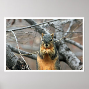 Fox Squirrel in Boom Eating Walnut Poster