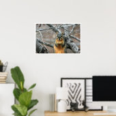 Fox Squirrel in Boom Eating Walnut Poster (Thuiskantoor)