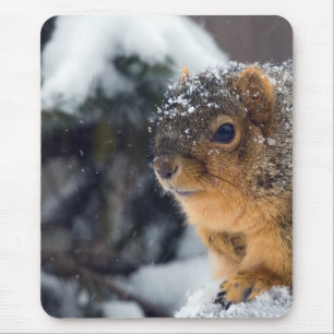Fox Squirrel in Winter Muismat