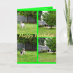 Fox Terrier, Collage de photos, Carte de voeux d'a