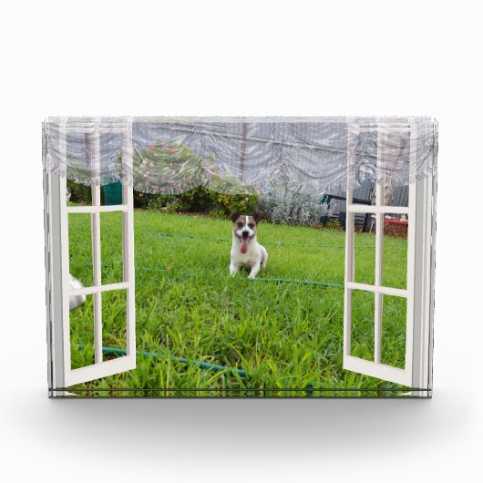 Fox Terrier Come Play, Bloc Photo (Devant)
