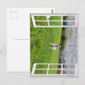 Fox Terrier Come Play, Carte Postale (Devant / Derrière)
