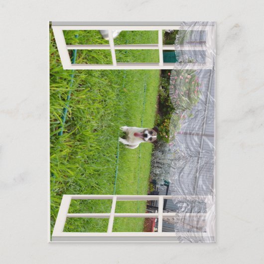 Fox Terrier Come Play, Carte Postale (Devant)