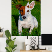 Fox Terrier Dog. Poster (Thuiskantoor)