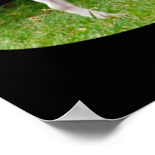 Fox Terrier en service de garde, affiche (Coin)