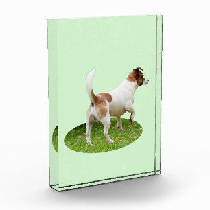 Fox Terrier op alarm, Fotoblokken