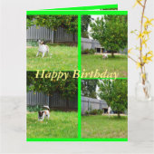 Fox Terrier, Photo Collage, Big Birthday Kaart (Gele Bloem)