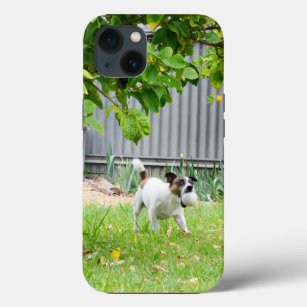 Fox Terrier Scare Face, iPhone 13 coque