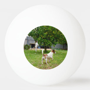 Fox Terrier springt in een boom, Pingpongballen