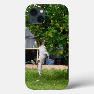 Fox Terrier The Leap, iPhone 13 Coque