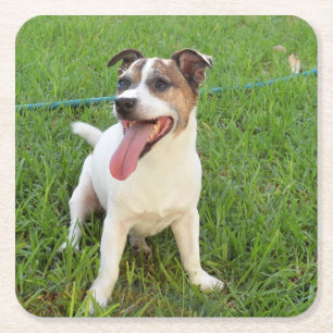 Fox Terrier, Tongue in Cheek, Vierkante Kartonnen Onderzetter