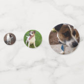 Fox Terriers Confetti (Voorkanten)