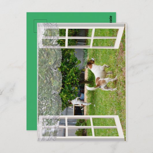 Fox Terriers die de tuin verkennen, Briefkaart (Voorkant / Achterkant)