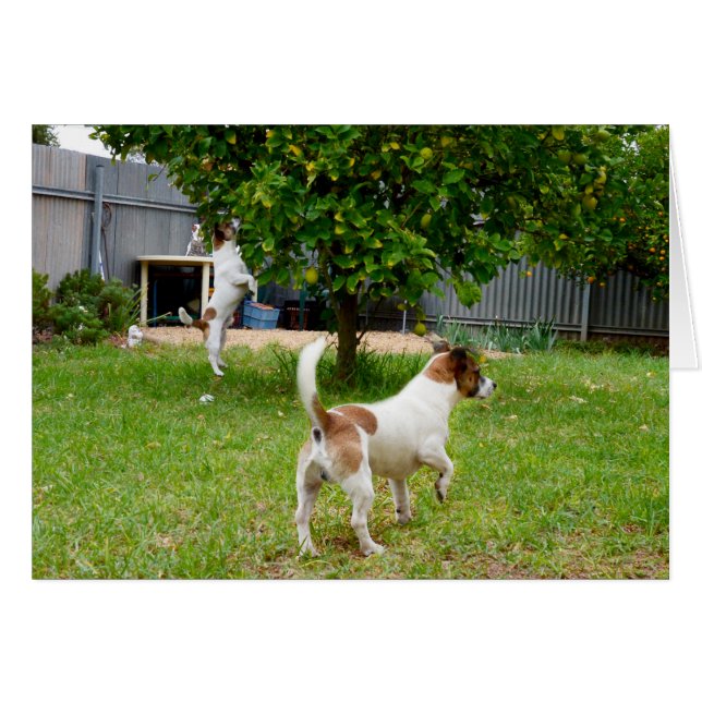 Fox Terriers Jouent Le Temps, (Devant Horizontal)
