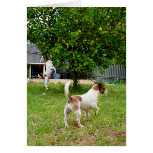 Fox Terriers Jouent Le Temps,