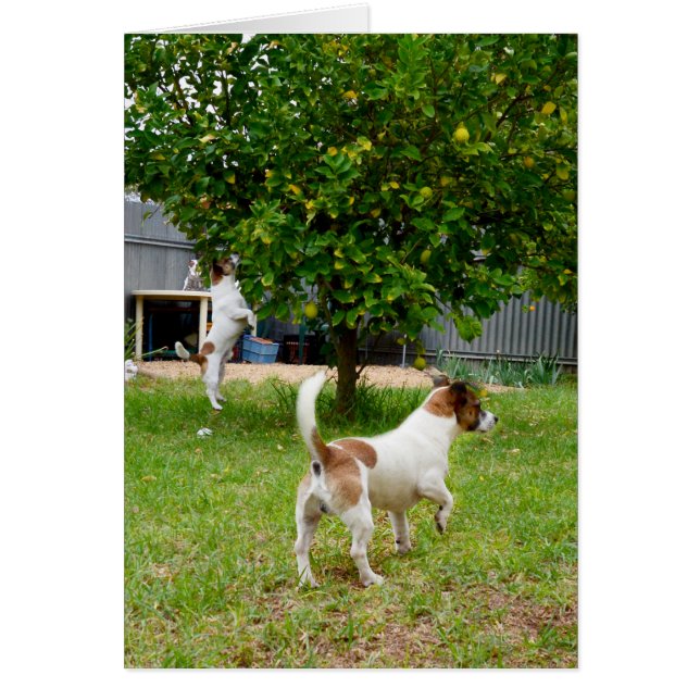 Fox Terriers Jouent Le Temps, (Devant)