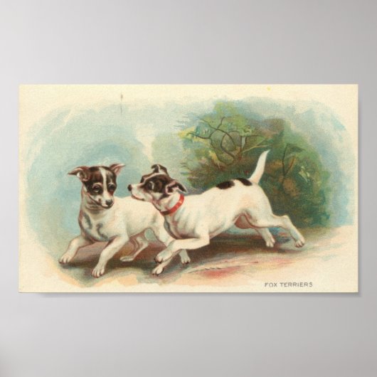 Fox Terriers Poster (Voorkant)