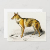 Fox vintage illustrated briefkaart (Voorkant / Achterkant)