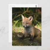 Fox wilde dieren briefkaart (Voorkant / Achterkant)