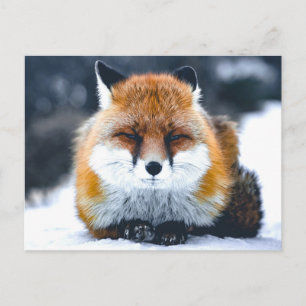 Fox Wilde Dieren Foto Briefkaart