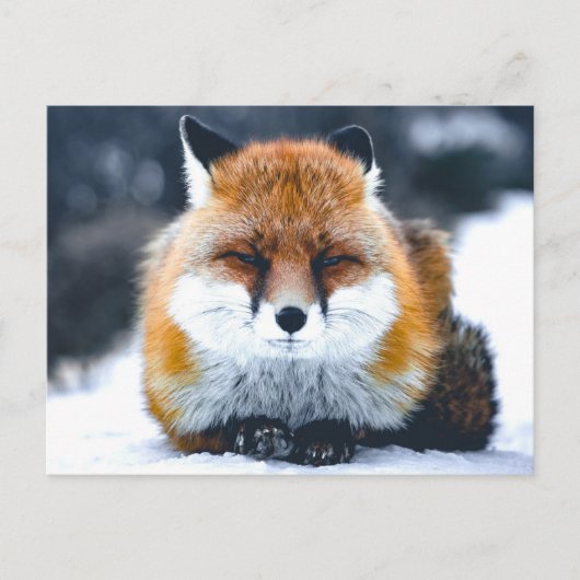 Fox Wilde Dieren Foto Briefkaart (Voorkant)