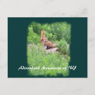 Foxes, Adirondack Mountains of NY Briefkaart