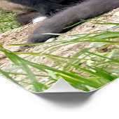 Foxes, onafhankelijk denkend, vieren perfect poster (Hoek)