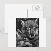 Foxes / Wolven / Coyotes ? Briefkaart (Voorkant / Achterkant)