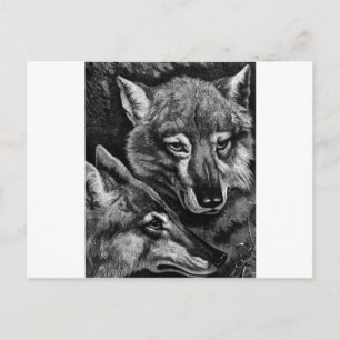 Foxes / Wolven / Coyotes ? Briefkaart