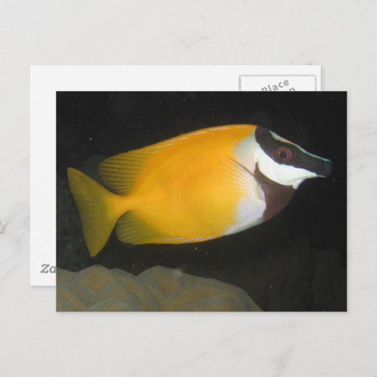 Foxface Rabbitfish Briefkaart (Voorkant / Achterkant)