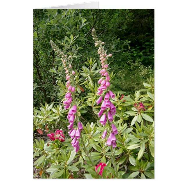 Foxglove and Rhodies (Voorkant)