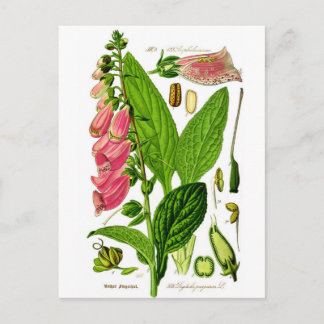 Foxglove (Digitalis purpurea) Illustratie van bott Briefkaart