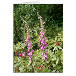 Foxglove et Rhodies