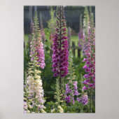 Foxglove fleurs ... affiche (Devant)